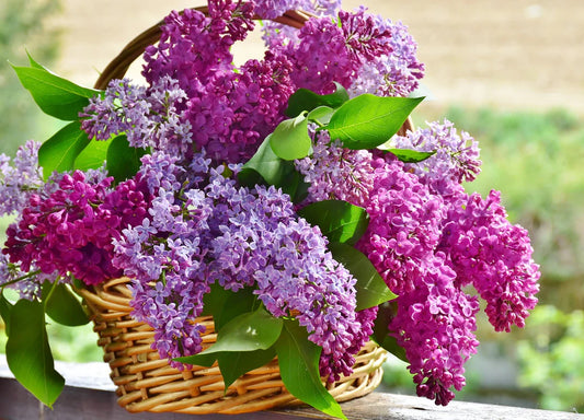 Lilac Blossom Candle